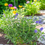 Hebe Samiri Hebe ‘Samiri’ growing in a mixed flower bed with other colourful perennials. 3