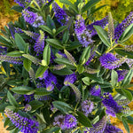 Hebe Samiri Top-down view of dense Hebe ‘Samiri’ plant in full flower, showcasing vivid purple blooms and lush green foliage. 4