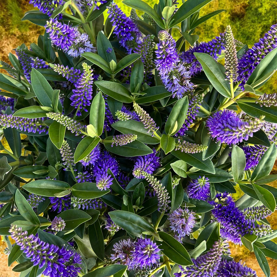 Hebe Samiri Top-down view of dense Hebe ‘Samiri’ plant in full flower, showcasing vivid purple blooms and lush green foliage. 4