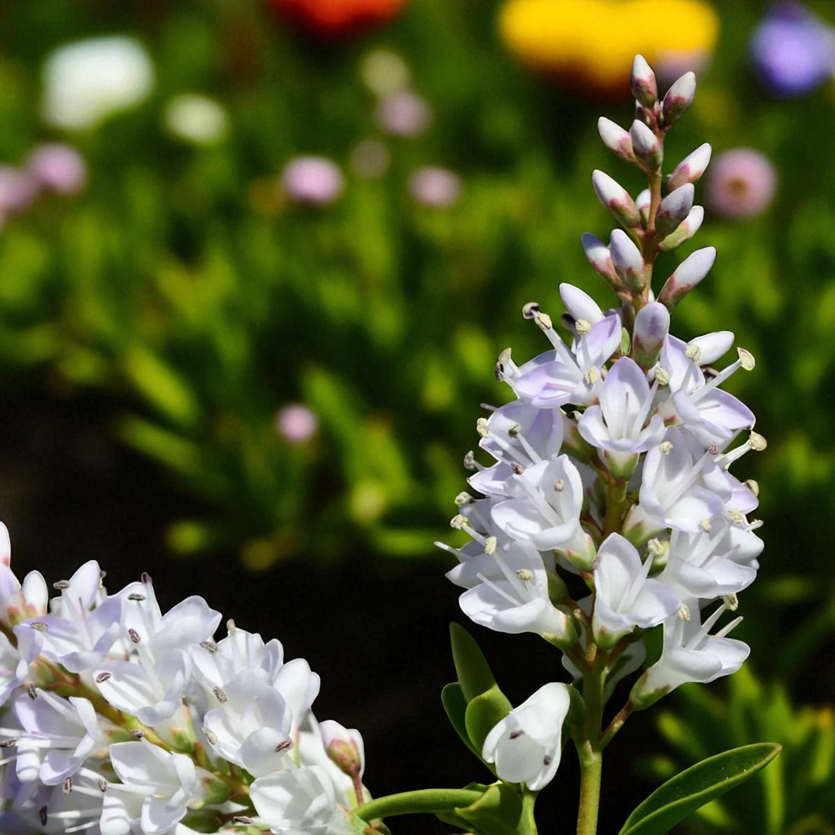 Hebe Saronui White Hebe flower spike with delicate tubular blooms and pinkish bud tips against a soft garden background. 1