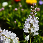 Hebe Saronui White Hebe flower spike with delicate tubular blooms and pinkish bud tips against a soft garden background. 1