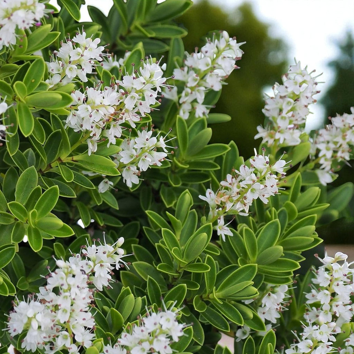 Hebe Saronui Mass of white Hebe flowers densely covering a bright green, leafy compact shrub. 2