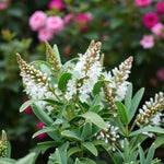 Hebe Saronui White Hebe plant in bloom among other garden flowers, showcasing its lush foliage and long flowering stems. 3