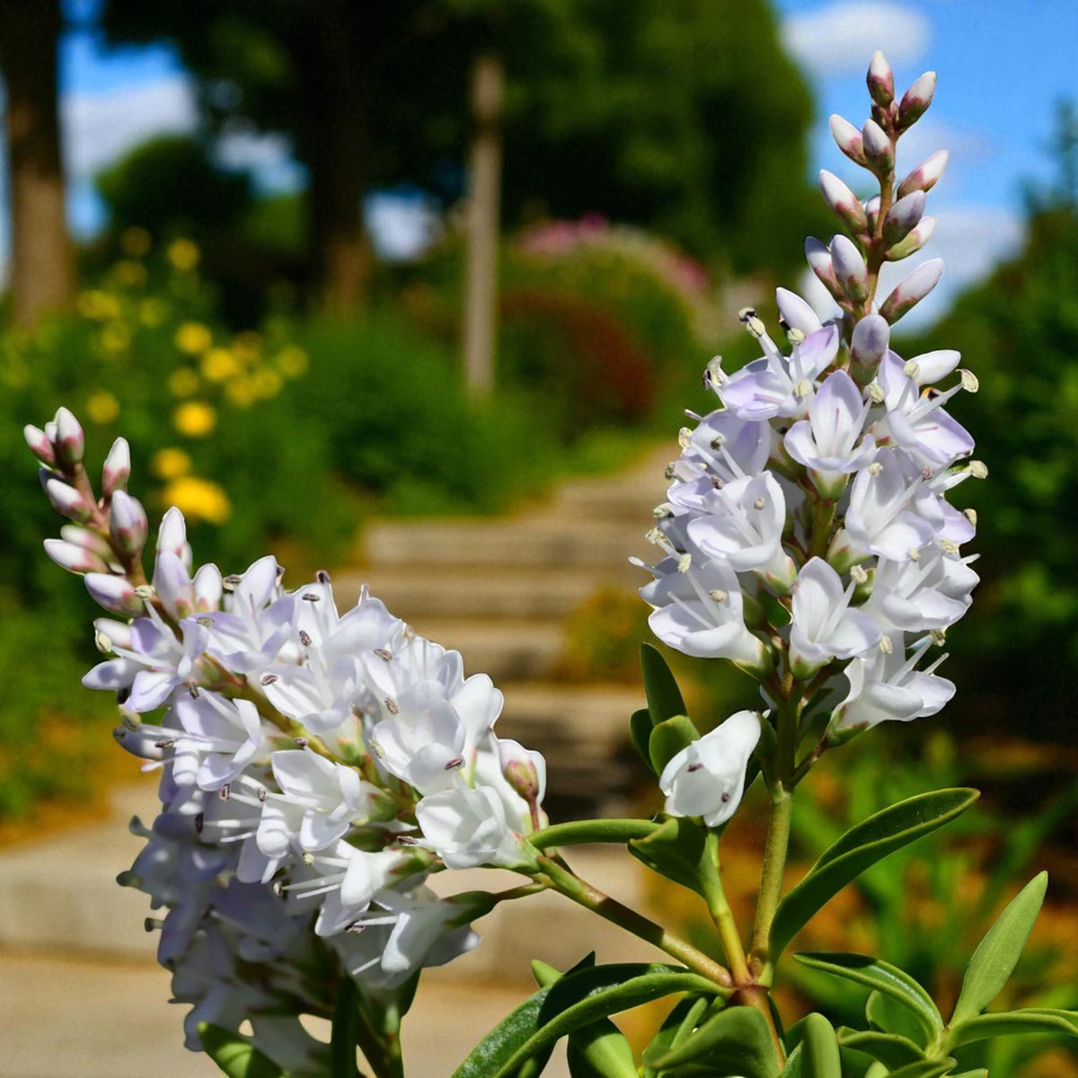 Hebe Saronui White Hebe flower spikes in full bloom with a backdrop of steps and colourful garden flowers. 4