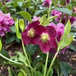 Helleborus Hello Red  2