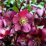 Helleborus Hello Red  1