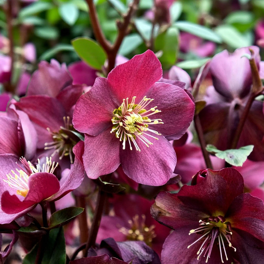 Helleborus Hello Red  1