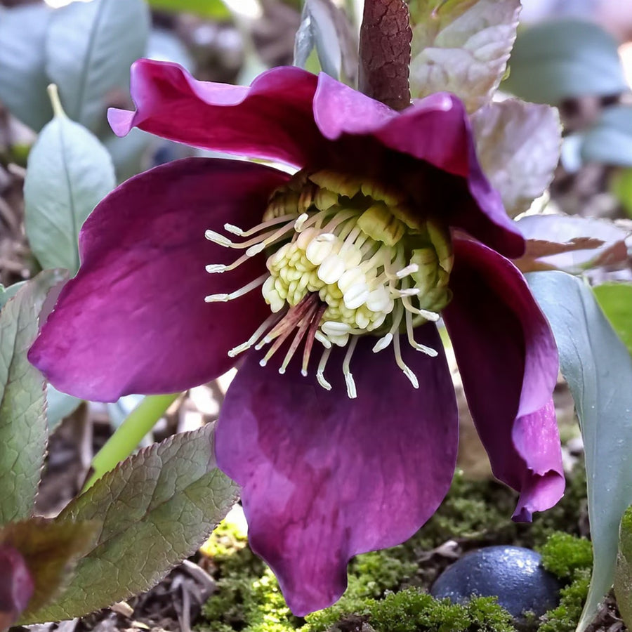 Helleborus Hello Red  4