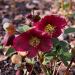 Helleborus Hello Red  3