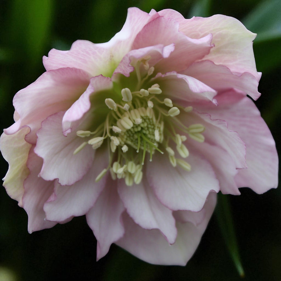Helleborus Double Ellen Pink Bare Root  1