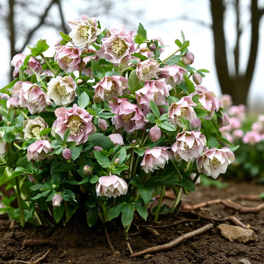Helleborus Double Ellen Pink Bare Root  2