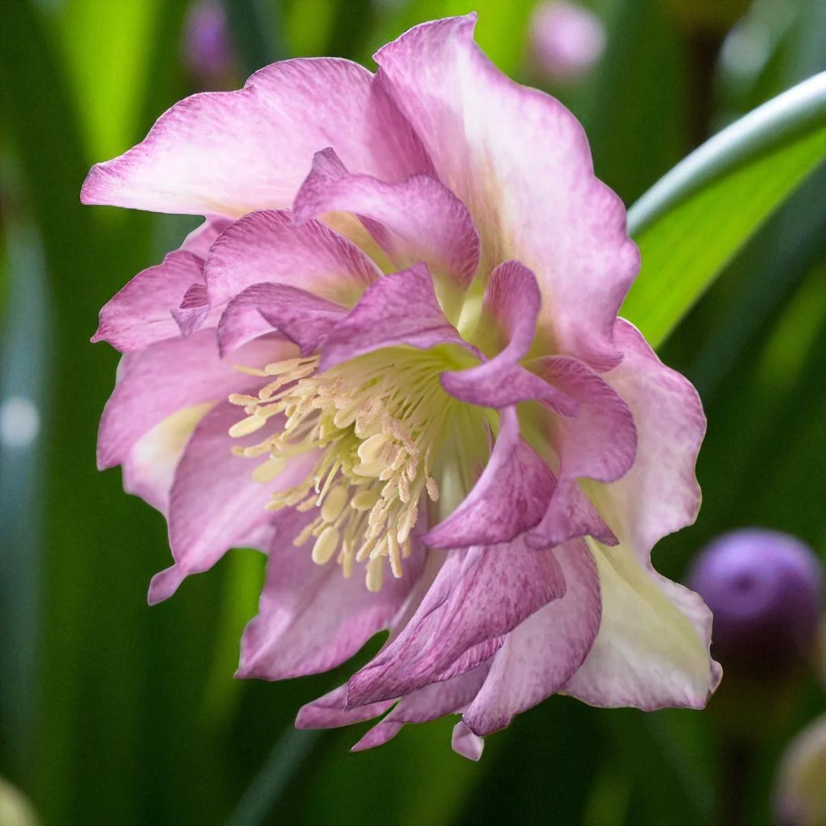 Helleborus Double Ellen Pink Bare Root  3