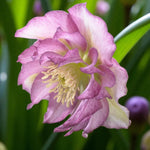 Helleborus Double Ellen Pink Bare Root  3