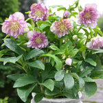 Helleborus Double Ellen Pink Bare Root  4