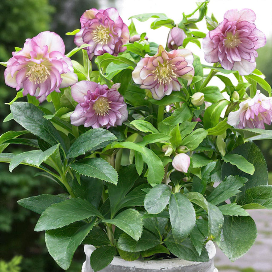 Helleborus Double Ellen Pink Bare Root  4