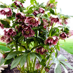 Helleborus Double Ellen Red Bare Root  4