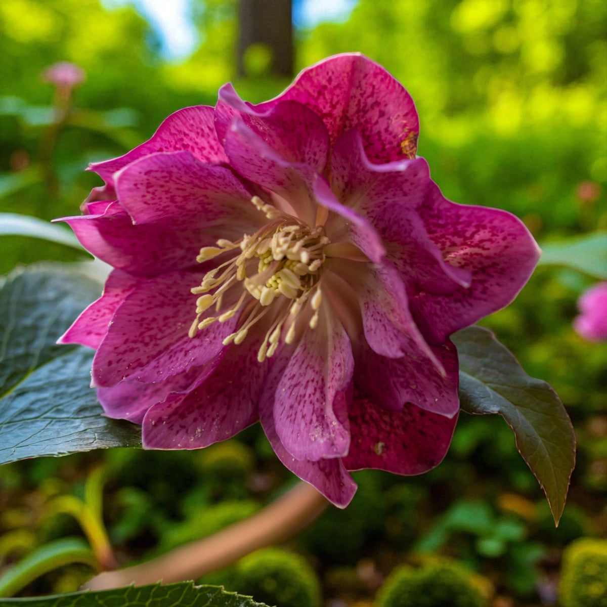 Helleborus Double Ellen Red Bare Root  1