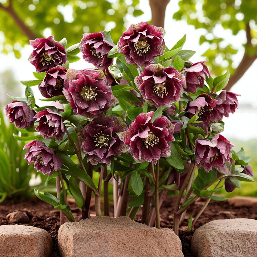 Helleborus Double Ellen Red Bare Root  2