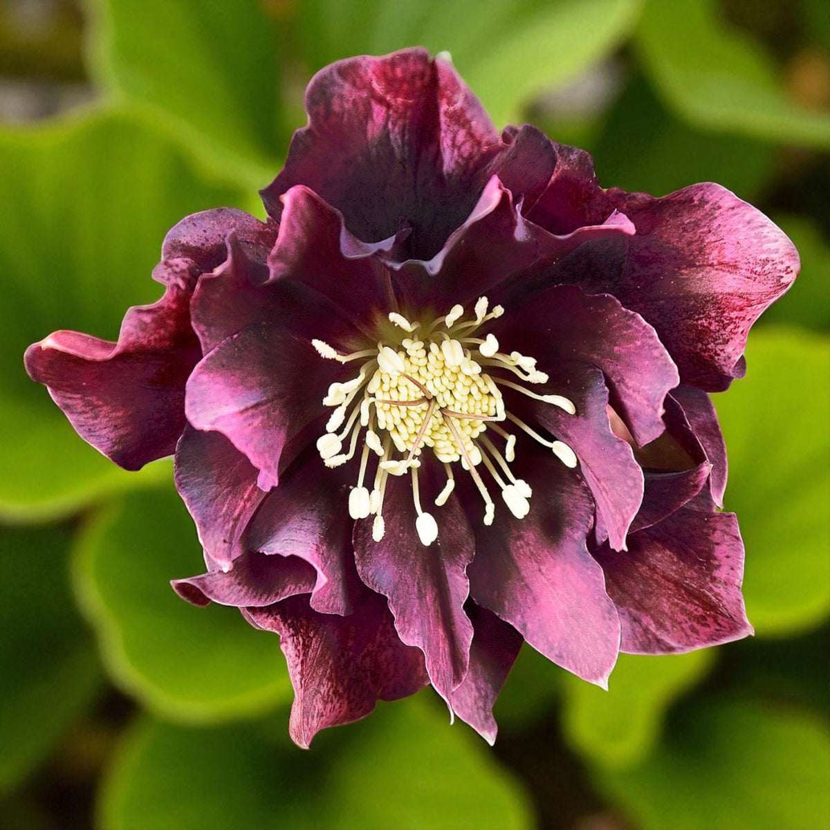 Helleborus Double Ellen Red Bare Root  3