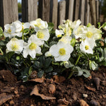 Helleborus Niger Bare Root  4