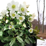 Helleborus Niger Bare Root  3