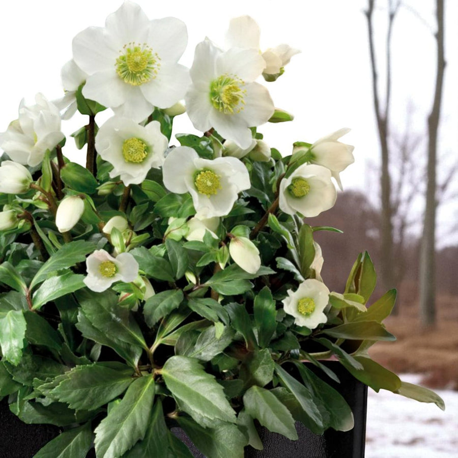 Helleborus Niger Bare Root  3