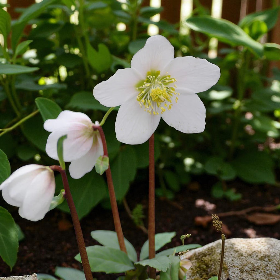 Helleborus Niger Bare Root  2