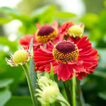 Helenium Ranchera Bare Root  3