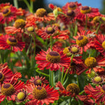 Helenium Ranchera Bare Root  2