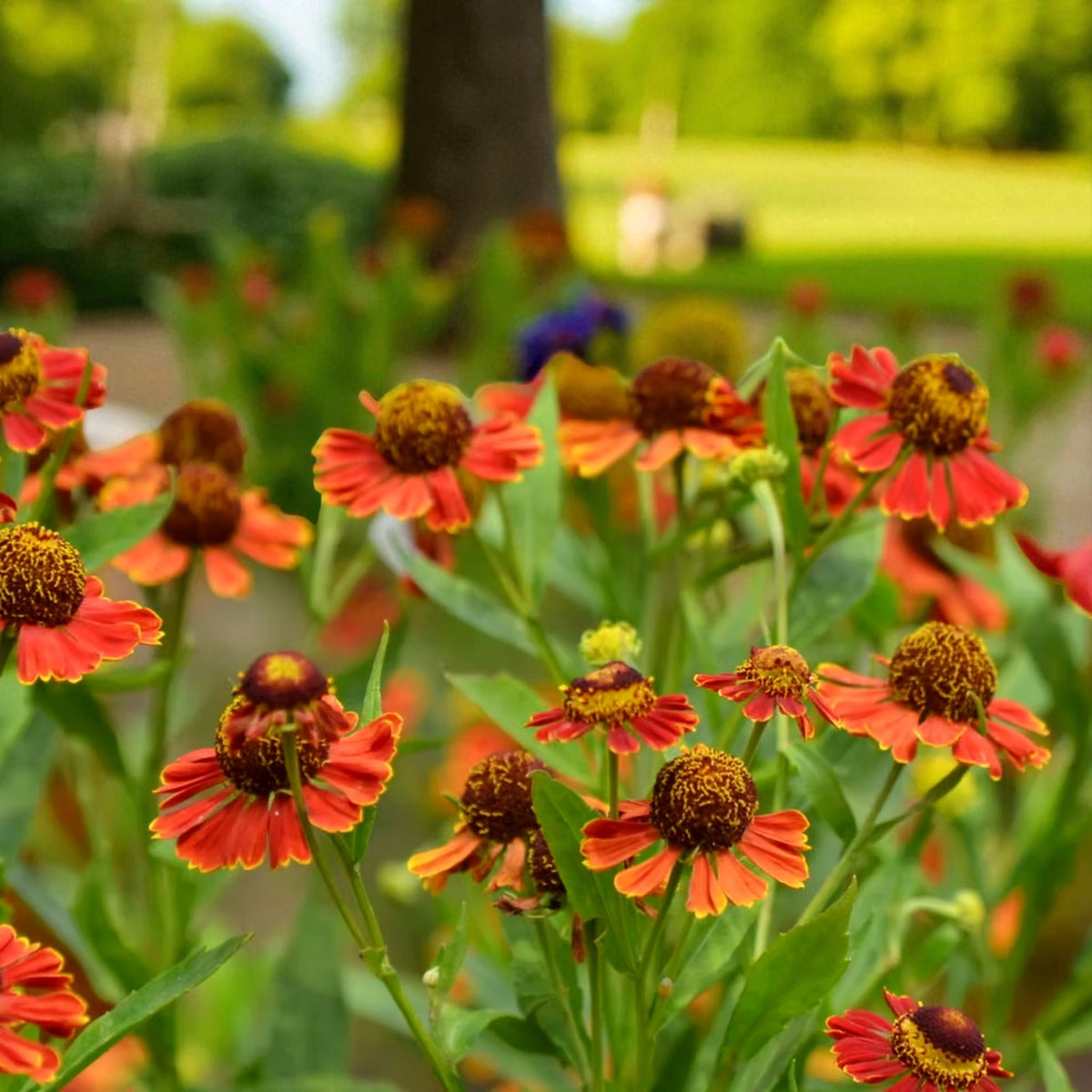Helenium Ranchera Bare Root  4