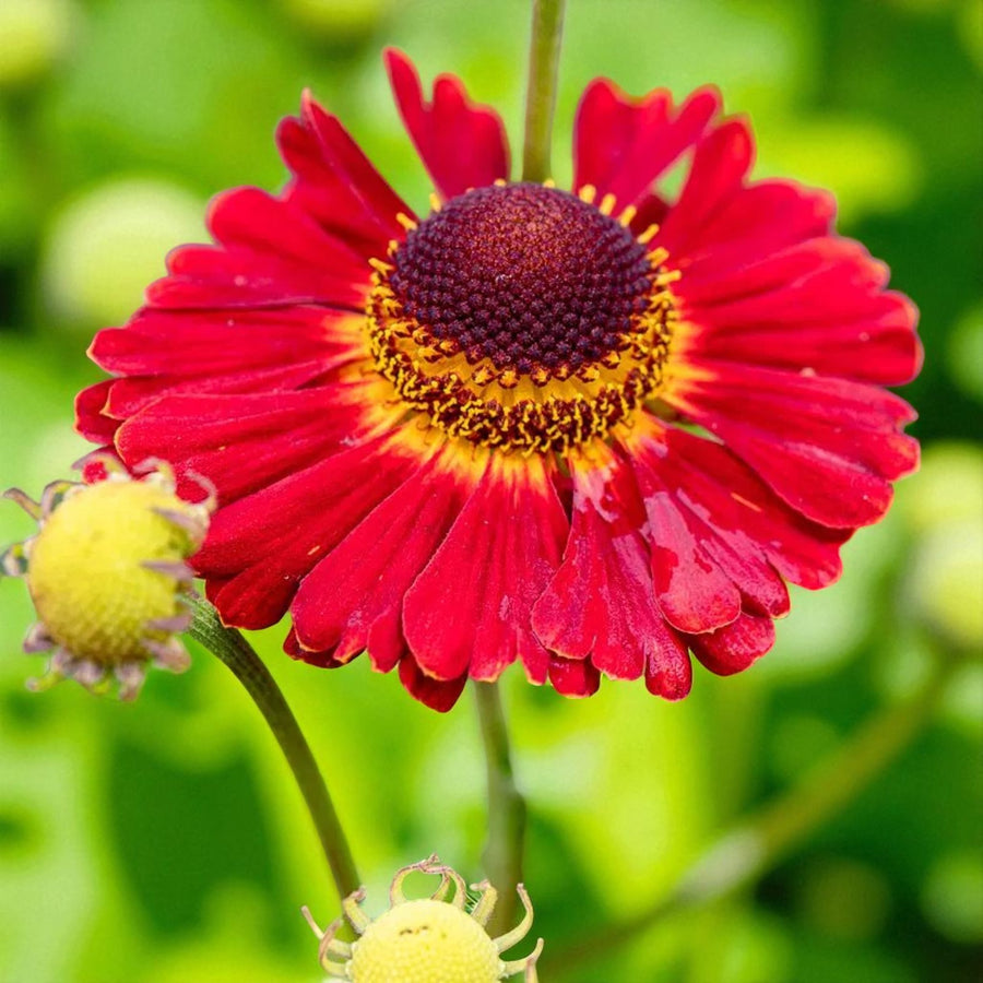Rudbeckia, Echinacea & Helenium Bare Root Mix  4