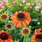 Helenium Short and Sassy  3