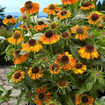Helenium Short and Sassy  1