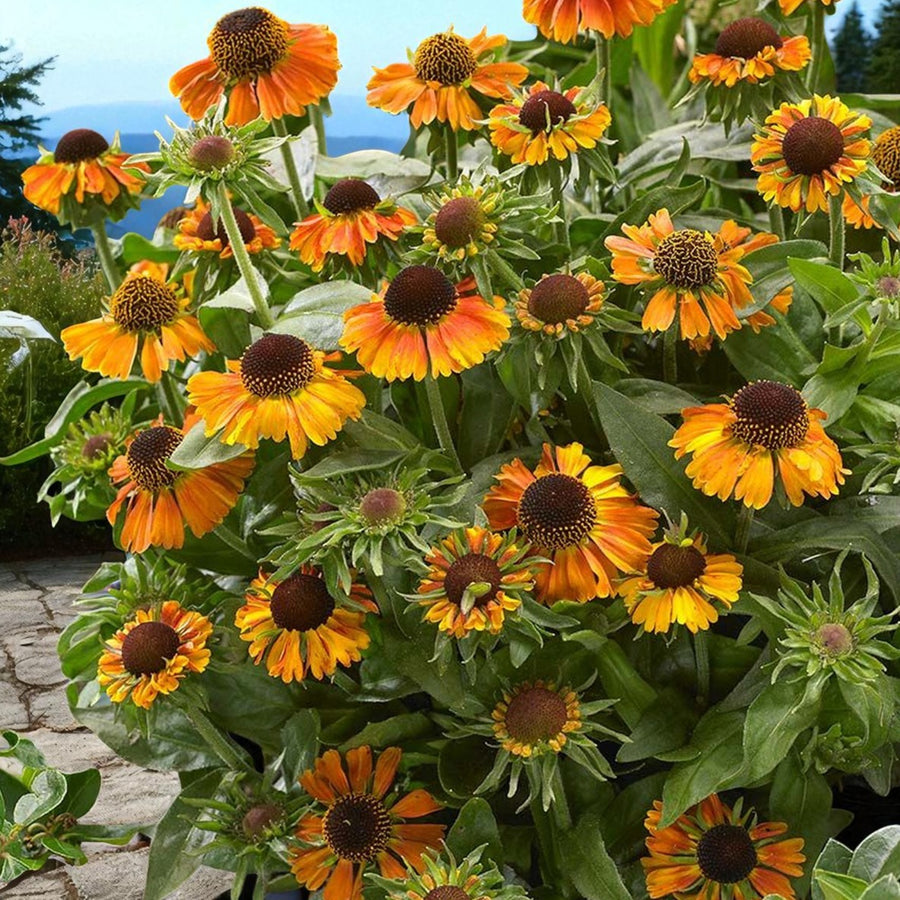 Helenium Short and Sassy  1