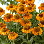 Helenium Short and Sassy  2