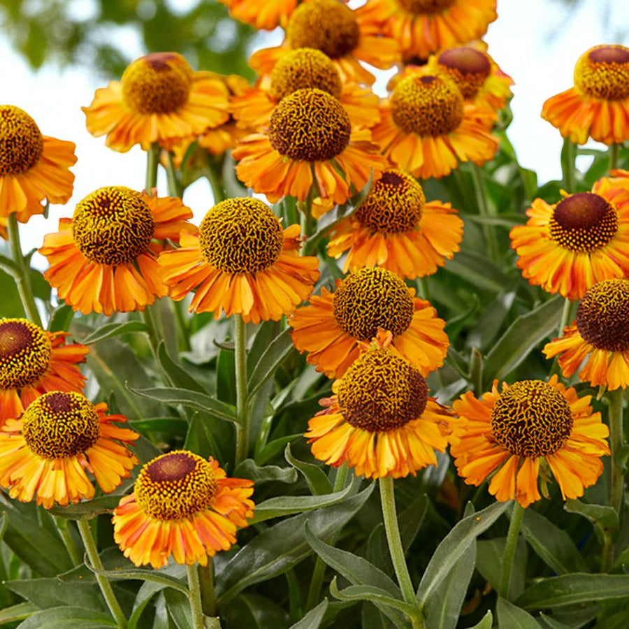 Helenium Short and Sassy  2