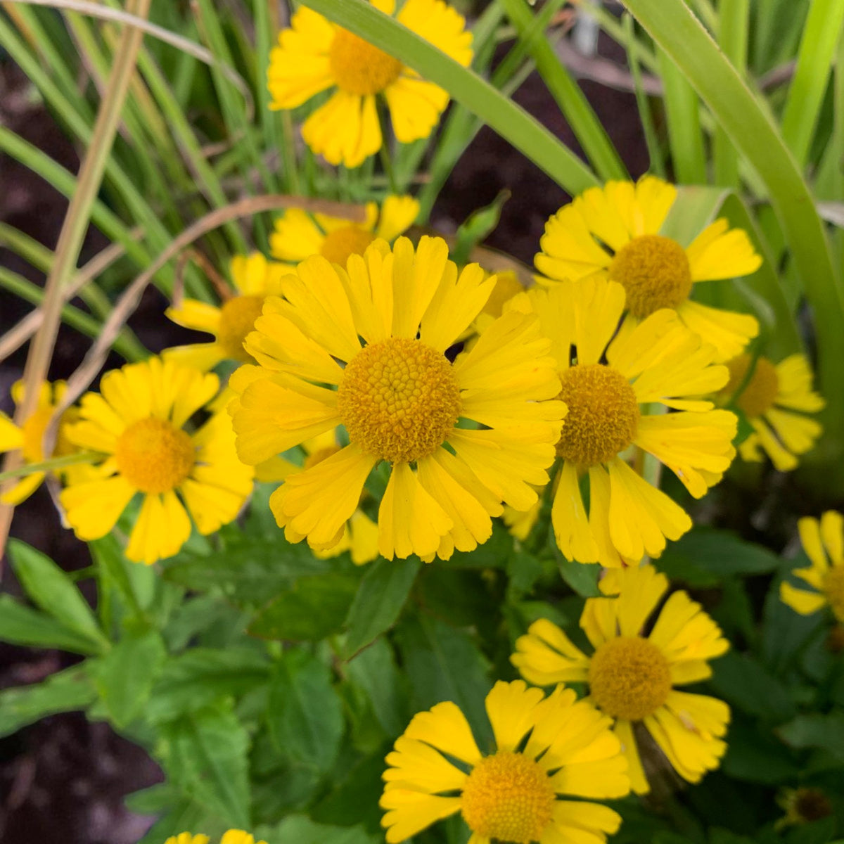 Helenium Sombrero Bare Root  3