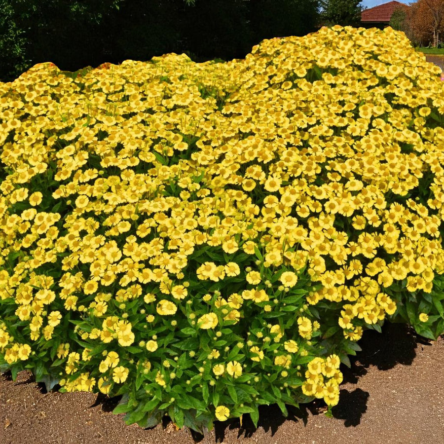 Helenium Sombrero Bare Root  2