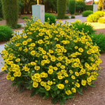Helenium Sombrero Bare Root  4