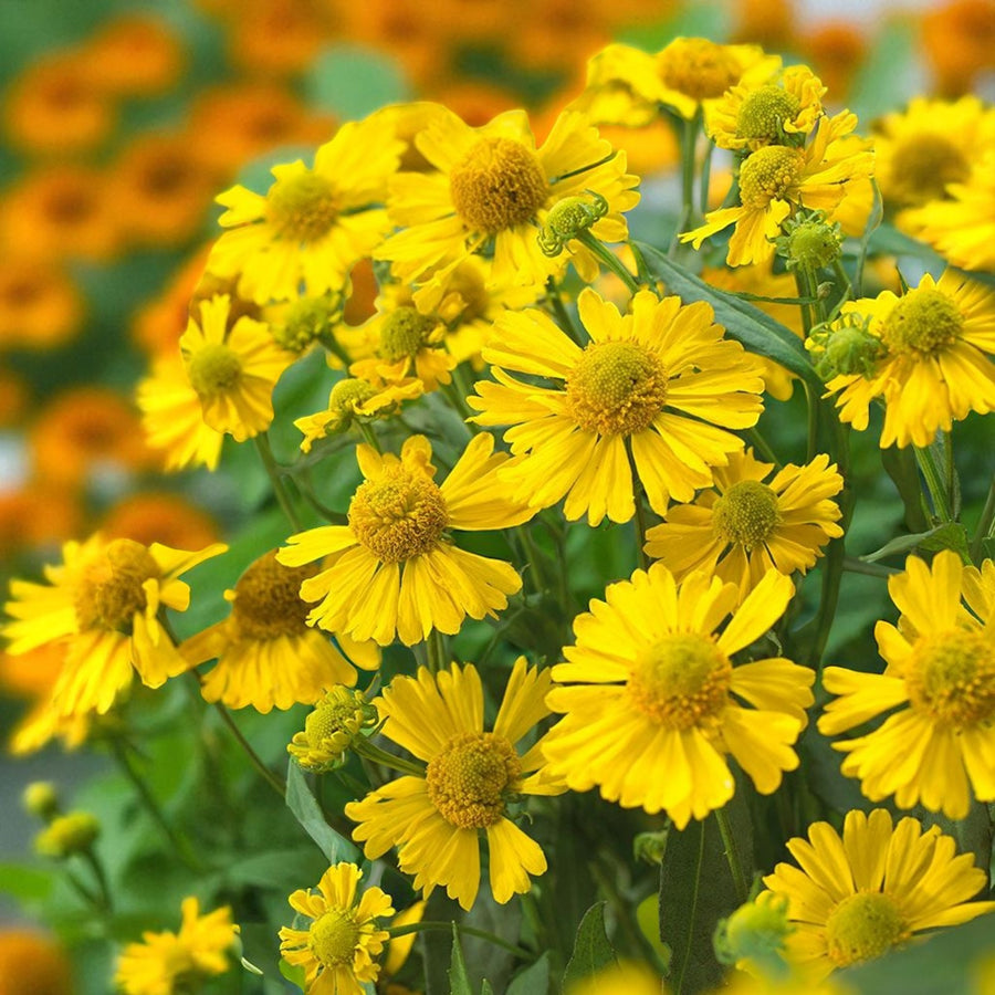 Helenium Sombrero Bare Root  1