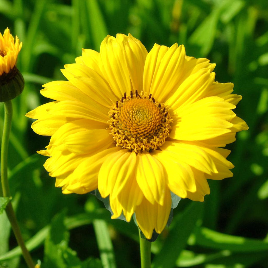 Heliopsis Scabra Bare Root  1