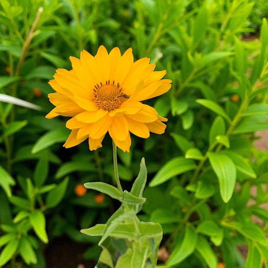 Heliopsis Scabra Bare Root  3