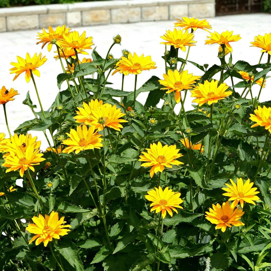 Heliopsis Scabra Bare Root  2