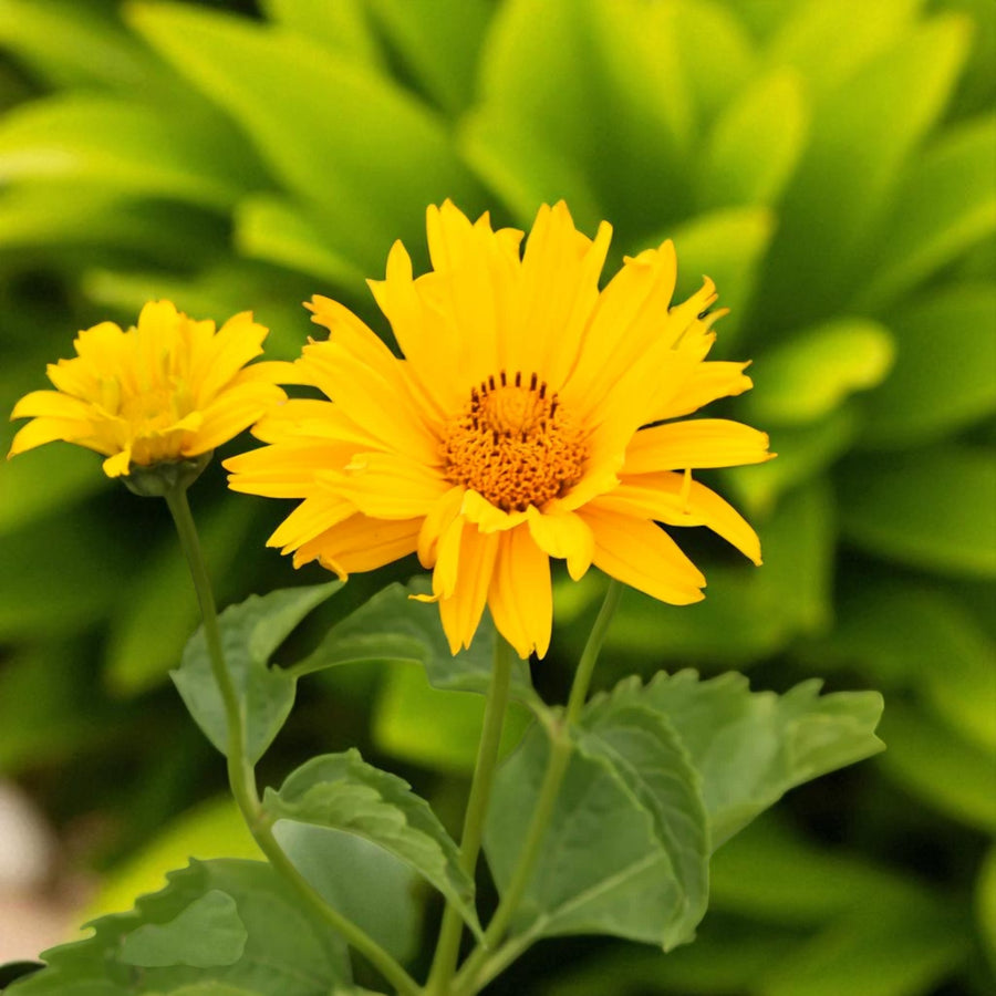 Heliopsis Scabra Bare Root  4