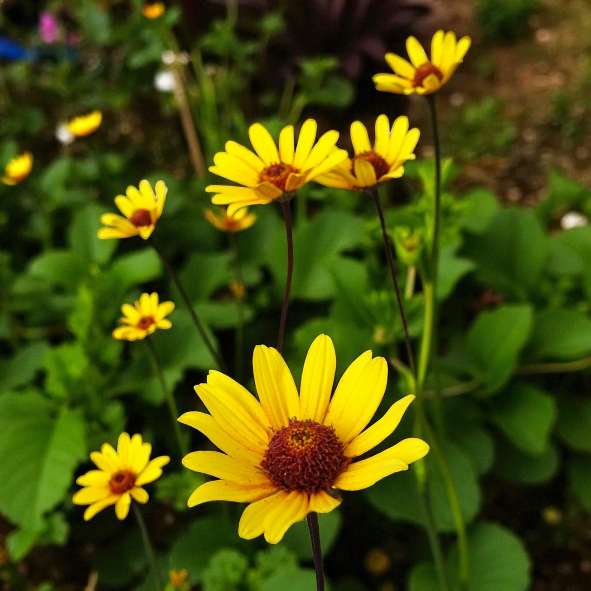 Heliopsis Summer Nights Bare Root  1