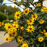 Gaillardia, Heliopsis & Papaver Bare Root Mix  3