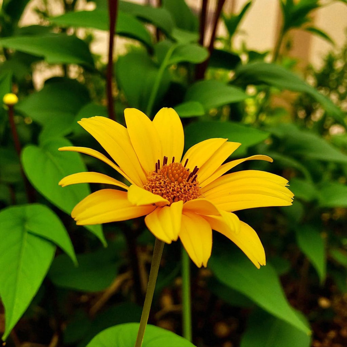 Heliopsis Summer Nights Bare Root  4