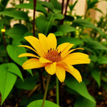 Heliopsis Summer Nights Bare Root  4