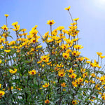 Heliopsis Summer Nights Bare Root  3