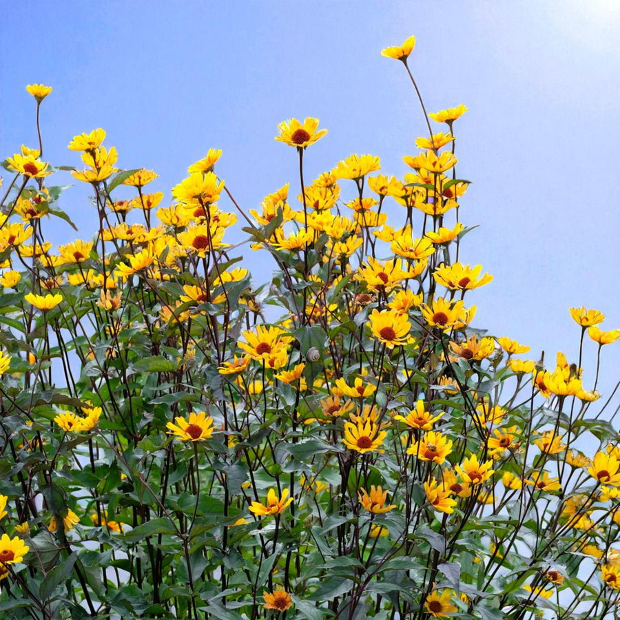 Heliopsis Summer Nights Bare Root  3